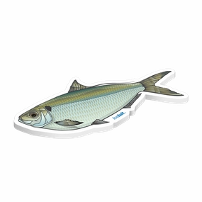 Threadfin Herring Sticker